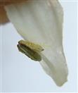  Petal with Stamen